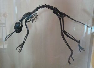 뉴욕 미국 자연사 박물관(American Museum of Natural History)의 *노타르크투스 테네브로수스(Notharctus tenebrosus)*