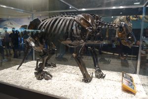 노스로테리옵스 샤스텐시스 (노스로테리과, 라 브레아)