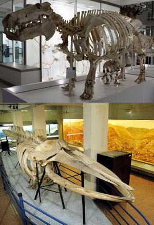 위: 하마( *Hippopotamus amphibius*) 성체와 새끼의 골격, 아래: 흰긴수염고래( *Balaenoptera musculus*) 새끼