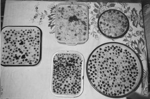 모스, 니브흐족의 전통 음식