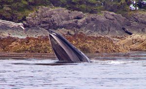 알래스카 연안에서 밍크고래가 어린 명태를 먹고 있는 모습