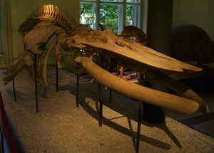 베를린 자연사박물관에 있는 멸종된 *플레시오발레노프테라 후바치*의 골격