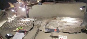 인카쿠지라 아닐리오데푸에고(Incakujira anilliodefuego) 파라타입