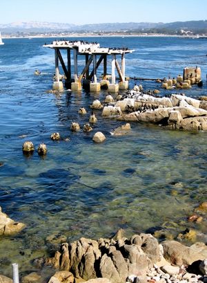 몬터레이 만의 가마우지 "콘도"