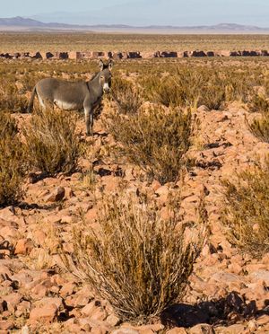 아타카마 사막의 야생 당나귀