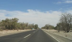 칠레 5번 국도에서 바라본 탐바루갈 평원의 숲. 이 숲들은 과거 초석 채굴과 관련된 땔나무 수요로 인해 황폐화되었다.