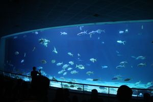 해양생물박물관 수족관