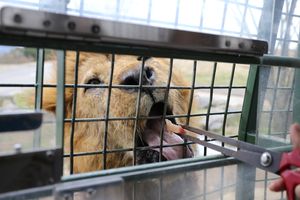 아프리카 사파리에서 사자에게 먹이를 주는 모습