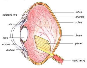 조류의 안구 내 공막륜의 위치. 공막과 각막 경계 부근의 "sclerotic ring"이 공막륜