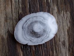 적층 구조가 보이는 우박