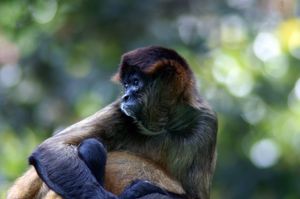 섬나무늘보원숭이