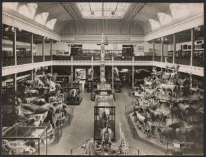 척추동물 전시, 매코이 홀; 현재 빅토리아 주립 도서관의 레드먼드 배리 열람실