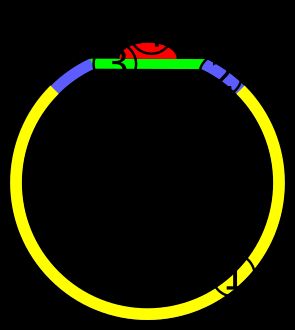 반지의 구성 요소: 1) 몸체, 2) 어깨, 3) 베젤, 4) 셋팅 또는 마운팅된 돌이나 보석