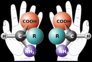 일반적인 아미노산의 두 거울상 이성질체