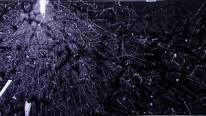 이소프로필알코올 윌슨 구름상자에서 검출된 베타 방사선 (인공 방사선원인 스트론튬-90 삽입 후)