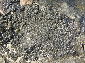 우라니나이트, 우라늄 광석이자 지구상 대부분의 프로메튬이 존재하는 매체