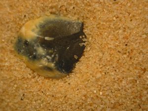 2&nbsp;mm(큰 입자)(FEPA 표준을 사용하여 약 F 10)에서 약 40 마이크로미터(약 F 240 또는 P 360)까지의 입도.