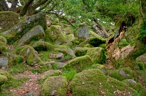 여름철 위스트먼 우드 내부