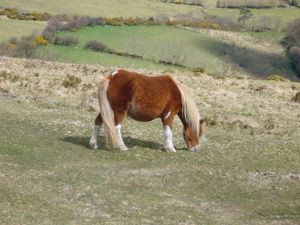 와이드컴브 인 더 무어(Widecombe in the Moor) 근처의 다트무어 포니(Dartmoor pony)