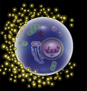 인간 난자 세포