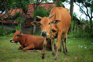 마두라 소(Madura cattle) 한 쌍