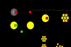 SCNT 과정 다이어그램
