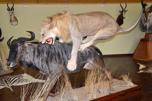 박제된 사자와 누, 나미비아