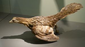 현존하는 뇌조 종의 날개와 깃털을 사용한 시조새 박제 재현물