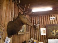 말코손바닥사슴(アカシカ)의 머리 부분 박제