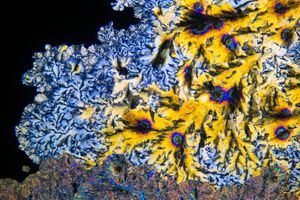 현미경으로 본 아세트아미노펜 결정(수용액으로부터 재결정됨)