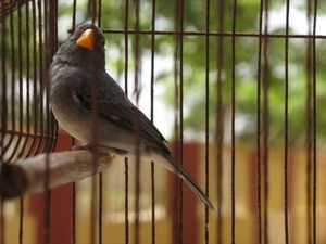 모추엘로 - 바랑키야의 상징적인 새