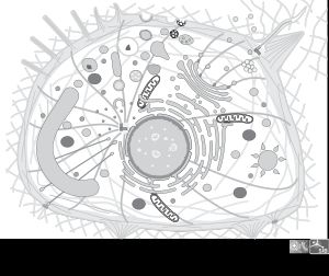 세포소기관을 보여주는 동물 세포
