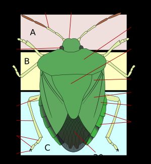 노린재아목의 등쪽 해부학. A: 머리; B: 가슴; C: 배. 1: 발톱; 2: 부절; 3: 경절; 4: 넙적다리; 8: 겹눈; 9: 더듬이; 10: 이마방패; 23: 측판 (연결판); 25: 앞가슴등판; 26: 작은방패판; 27: 쐐기; 28: 피질; 29: 가장자리덮이; 30: 반시초막.