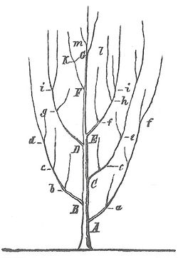 하인리히 게오르크 브론의 가지형 나무 다이어그램(1858)