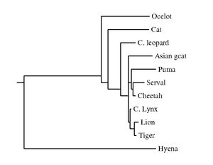 PHYLIP가 생성한 도표 예시
