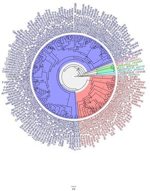 균류의 계통 수목