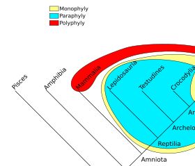 분류군은 단계통군일 수도 있고, 측계통군이나 다계통군일 수도 있다.