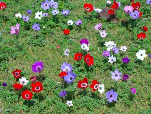 들판에 가득 핀 아네모네