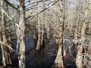 겨울 낙우송 숲의 모습. 밑둥이 넓게 퍼진 것을 볼 수 있다.