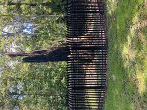 화재로 소실되기 전 '세네이터' 나무의 모습