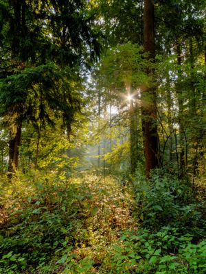 독일의 수관을 뚫고 들어오는 햇빛