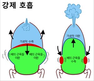 강제 호기 시에는 복근이 수축하여 숨을 강하게 내쉴 수 있도록 만든다.