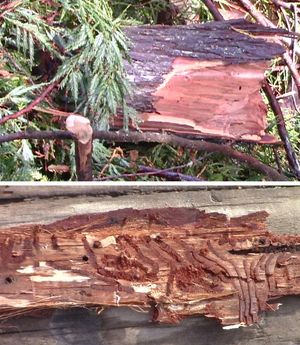 최근에 쓰러진 수관 가지는 얇은 나무껍질과 나무껍질 딱정벌레 유충이 만든 터널을 보여준다.