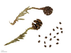 세쿼이아의 구과와 종자