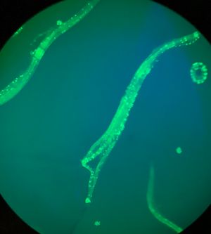 현미경으로 본 C. elegans