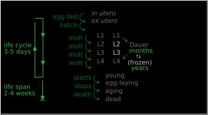 예쁜꼬마선충의 생활주기와 발생 단계