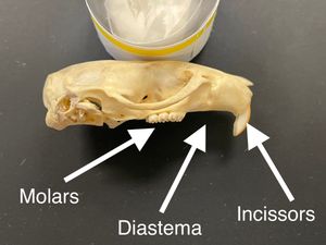 설치류 두개골 단면. 앞니와 어금니 사이에 치열 간격이 있다.