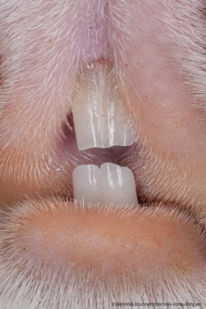 집 기니피그의 앞니