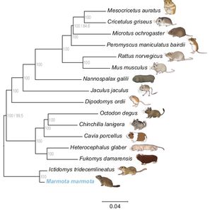 전체 게놈을 기반으로 한 설치류의 계통 발생 나무 재구성