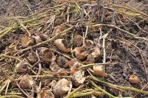 설치류(들쥐류)에 의해 피해를 입은 감자